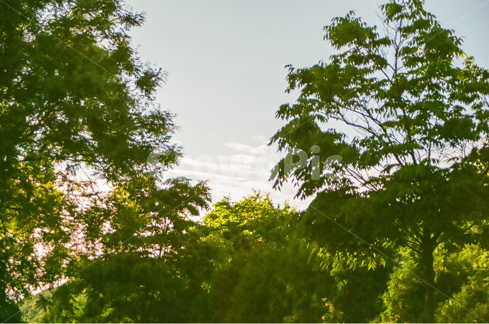 자연,nature,나무,tree,녹색,green,하늘,sky,감성사진,풀,나뭇잎,leaf,풍경,landscape,자연풍경,식물,자연,plants,nature,나무,trees,wood,감성,sensible,feeling,휴식,힐링,rest,relaxation,healing