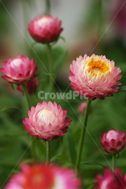 밀짚꽃,꽃,핑크,꽃사진,화려함,식물,자연,plants,nature,꽃,flower