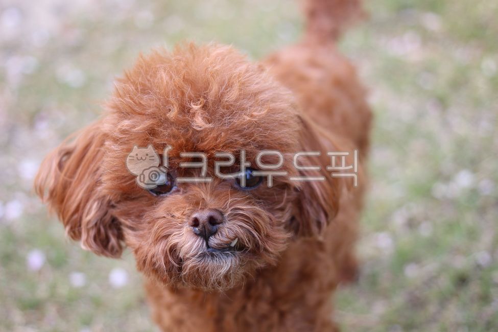 토이푸들,강아지,반려견,애견,애니멀,갈색푸들,아기강아지,새끼강아지,포유류,pet,애완동물,동물,animal,개,dog,동물,animal,포유류,mammal,개,강아지,dog,doggy