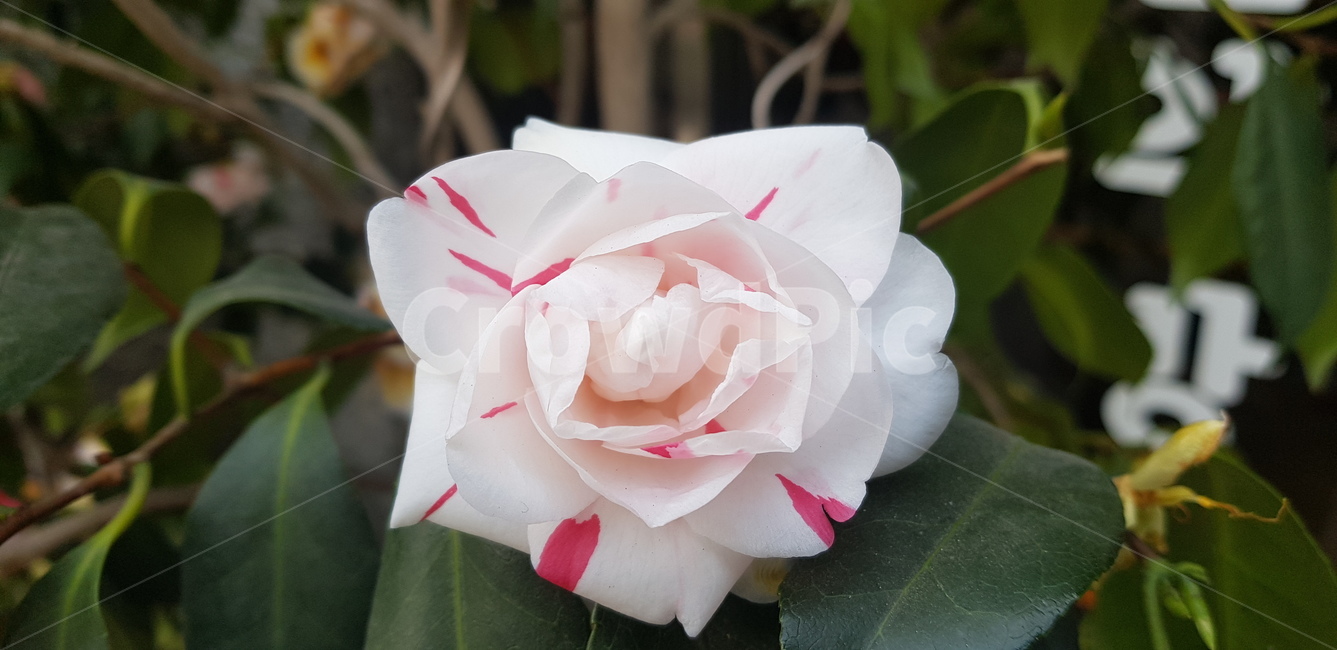 꽃,flower,daffodil,봄,blossom,plant,동백꽃,동백