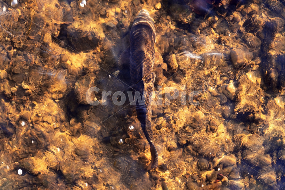 물고기,민물고기,어류,생물,자연,생태,생태계,잉어,fish,animal,freshwaterfish,carp,어류,물고기,fish