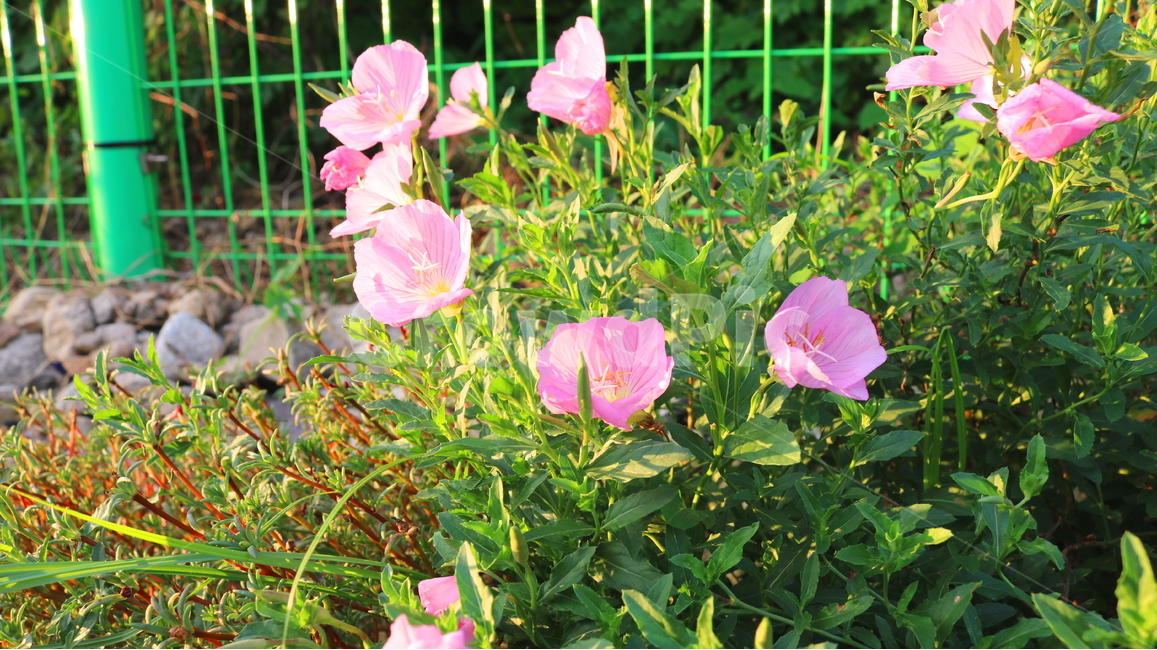 달맞이꽃,꽃,낮달맞이꽃,식물,바늘꽃과,분홍꽃,자연,관상용,식물,자연,plants,nature,꽃,flower
