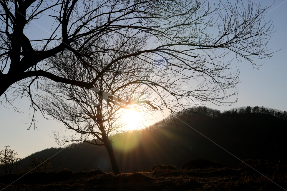 자연,풍경,겨울,나무,산,나뭇가지,해,태양,빛,자연,풍경,nature,landscape,light,flare,플레어