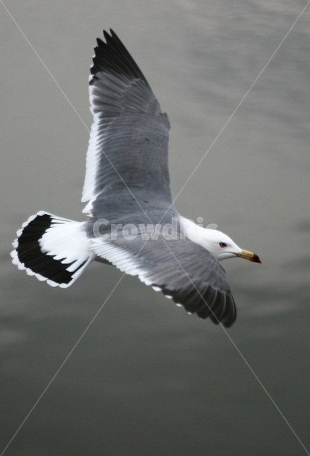 갈매기,소래포구,바다,개펄,비행,동물,animal,조류,새,birds