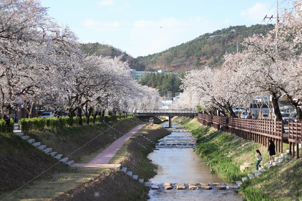 문경,봄,벚꽃,대칭,꽃구경,봄,계절,spring,season,plant,식물