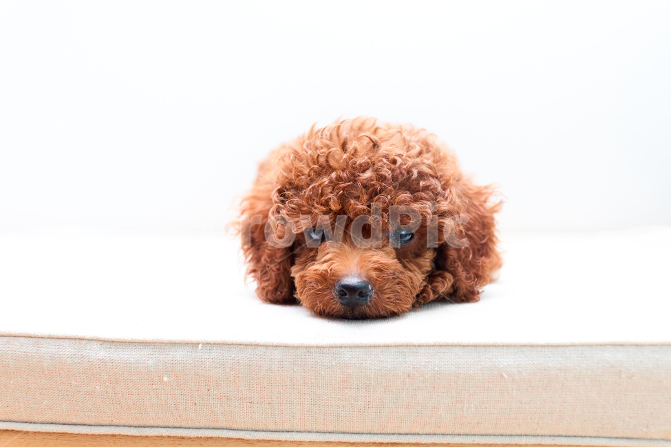 푸들,강아지,개,애완견,반려견,멍멍이,동물,animal,포유류,mammal,개,강아지,dog,doggy