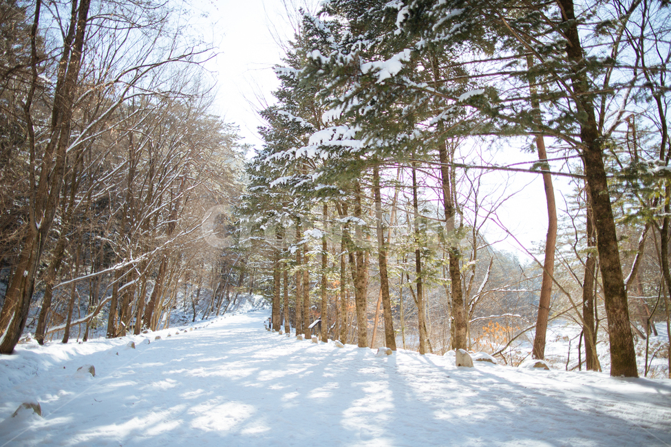 겨울,눈,스냅,감성,풍경,겨울,계절,winter,season,자연,풍경,nature,landscape,식물,plants,나무,trees,wood,tree,plant,fir,전나무