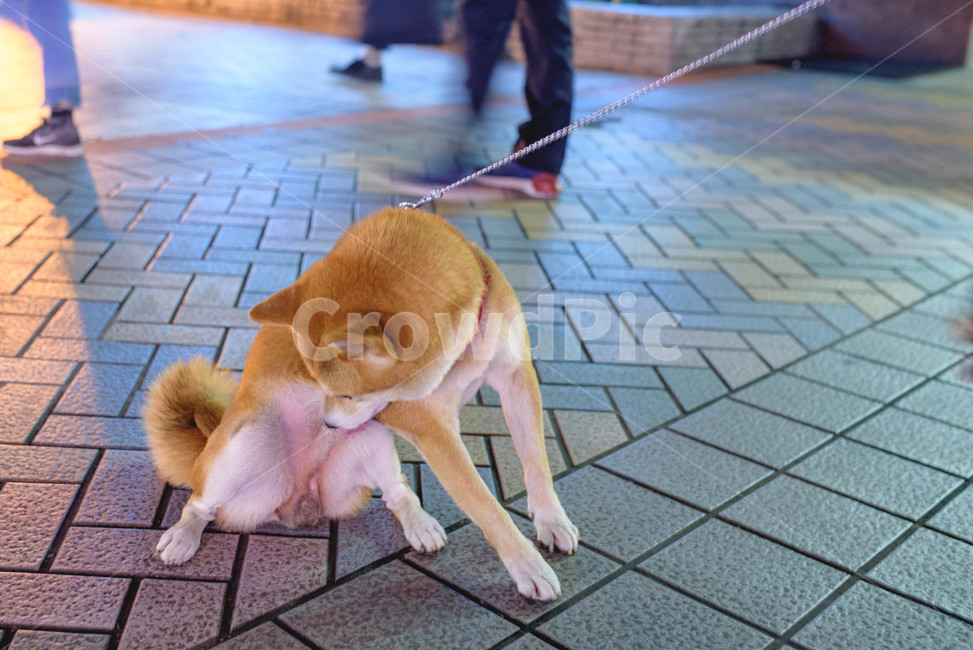 시바견,강아지,누렁이,검둥이,반려견,애완견,대형견,중형견,밤,산책,야외,조명,전구,빛,led,친구