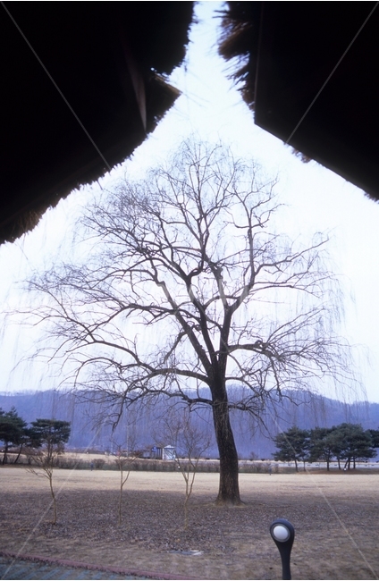 나무,공원,하늘,자연,풍경,plants,tree,nature,landscape,식물,자연,plants,nature,나무,trees,wood
