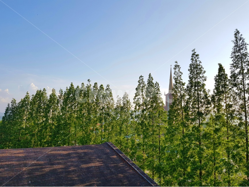 풍경사진,야외사진,landscape,한국,korea,하늘,sky,cloud,구름,나무,푸름,초록,맑음,tree,green,교회,church,지붕,roof,감성사진,감성,자연,풍경,nature,landscape,plant,식물,fir,전나무