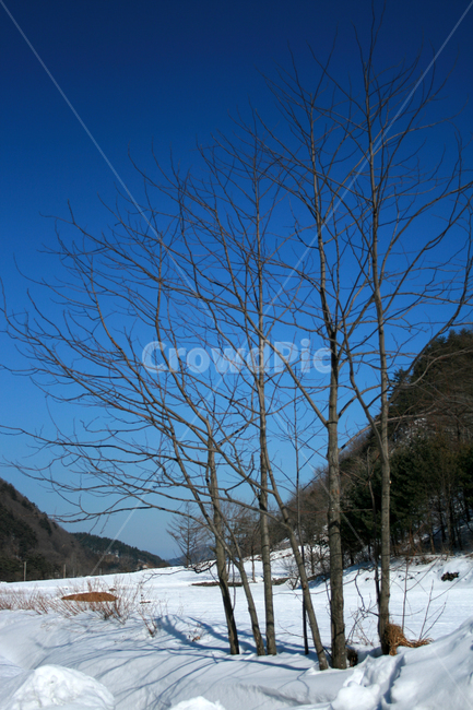 겨울,눈,겨울나무,나무,하늘,겨울,계절,winter,season,자연,풍경,nature,landscape,tree,plant,식물,outdoors,옥외