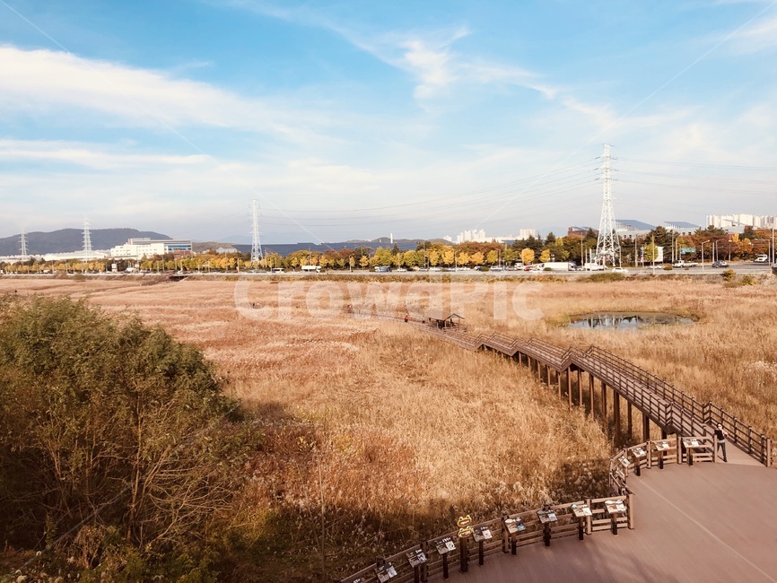 갈대,갈대밭,자연,습지,하늘,가을날씨,산책,산책로,가을,계절,fall,autumn,season,자연,풍경,nature,landscape