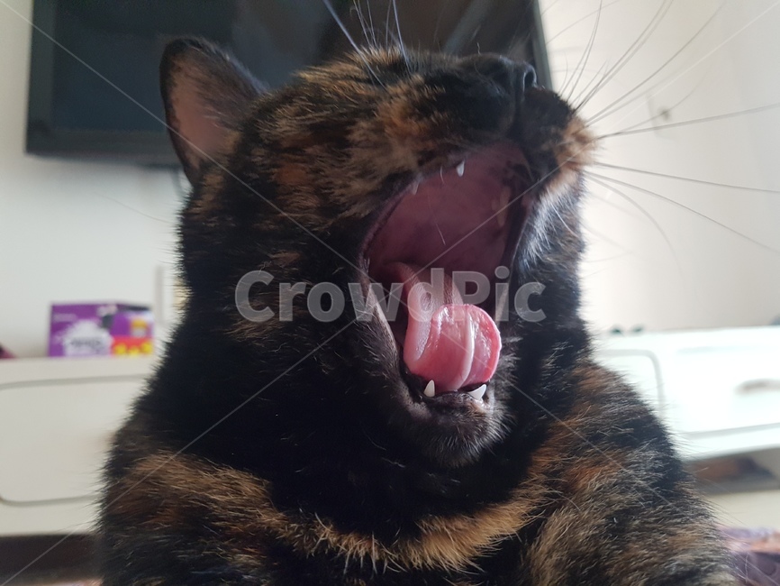 동물,고양이,코리안숏헤어,냐옹이,코숏