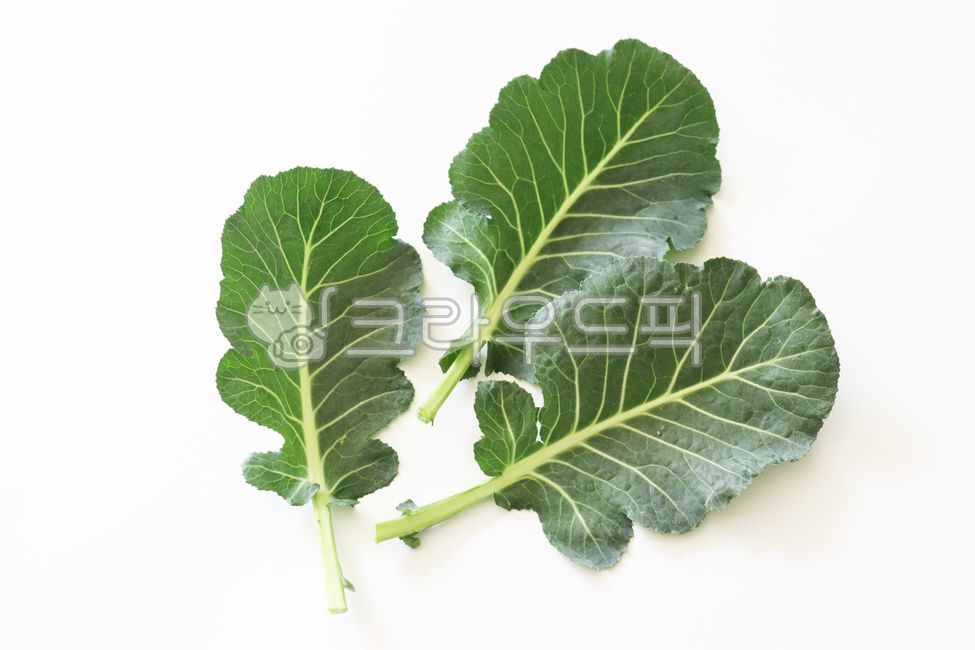 케일, kale, 채소, 야채, vegetable, 사진,이미지,일러스트,캘리그라피 - 백수민작가