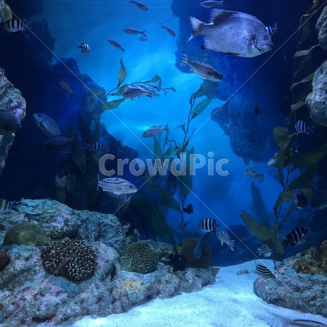 수족관,아쿠아리움,파랑,열대어,물고기,fish,blue