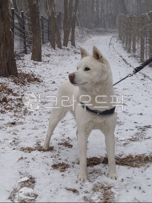 개,강아지,겨울,동물,진돗개,반려견