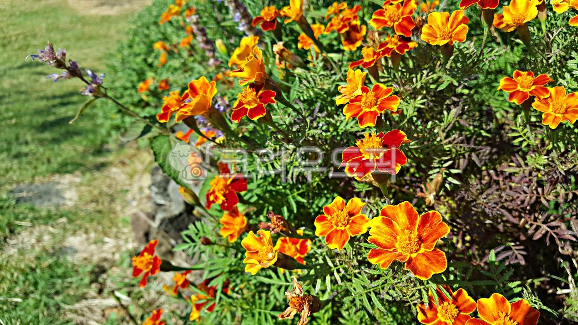 Cheonsu Guk,marigold,plant,mansu guk,flower
