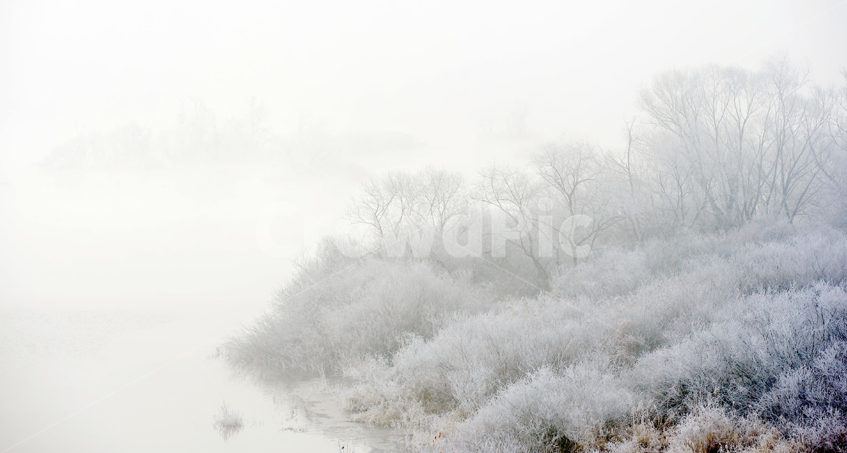 상고대,서리발,겨울,겨울풍경,서리,소양강,눈,나무,겨울,계절,winter,season,자연,풍경,nature,landscape,outdoors,옥외,snow,frost