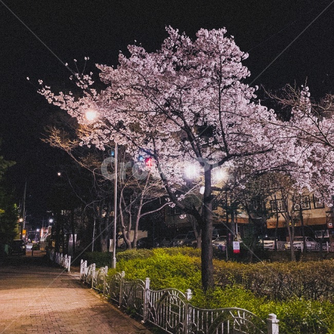 벚꽃,봄,야경,감성,꽃,봄,계절,spring,season,야경,밤,풍경,nightscape,night,landscape,plant,식물