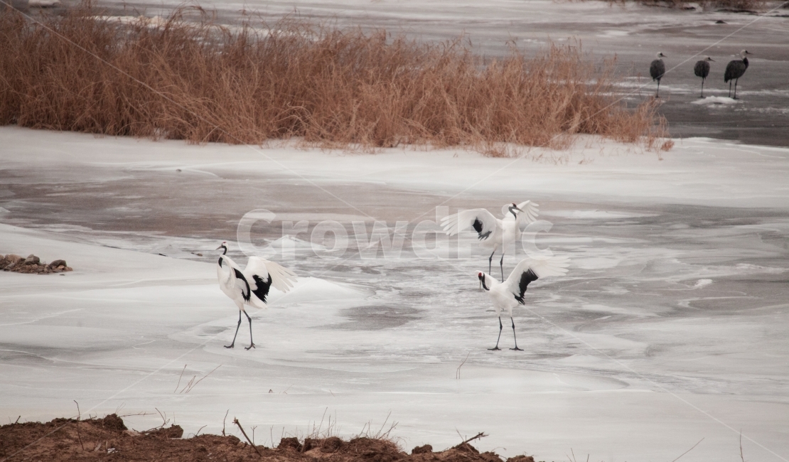 철원,철새,두루미재두루미,겨울,먹이,얼음눈,겨울,계절,winter,season,자연,풍경,nature,landscape,동물,animal,조류,새,birds,bird,waterfowl,물새