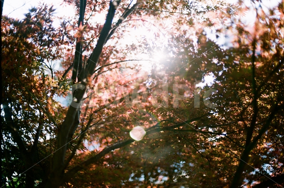 가을,공원,나무,햇빛,필름,카메라,니콘,햇살,빛,가을,계절,fall,autumn,season,식물,자연,plants,nature,나무,trees,wood,휴식,힐링,rest,relaxation,healing,light,flare,플레어,plant,leaf,잎,tree,sunlight
