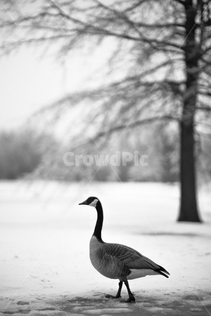 거위,새,오리,겨울,눈,흑백,나무,자연,공원,동물,animal,조류,새,birds,흑백,모노톤,monochrome,black and white