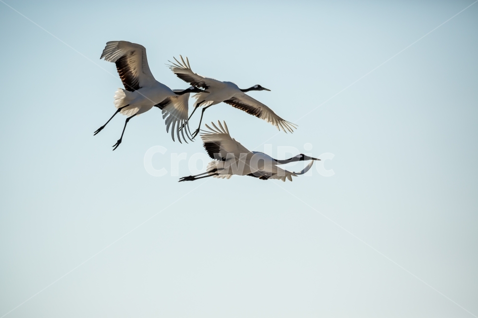두루미,조류,새,자연,풍경,두루미가족,동물,animal,조류,새,birds