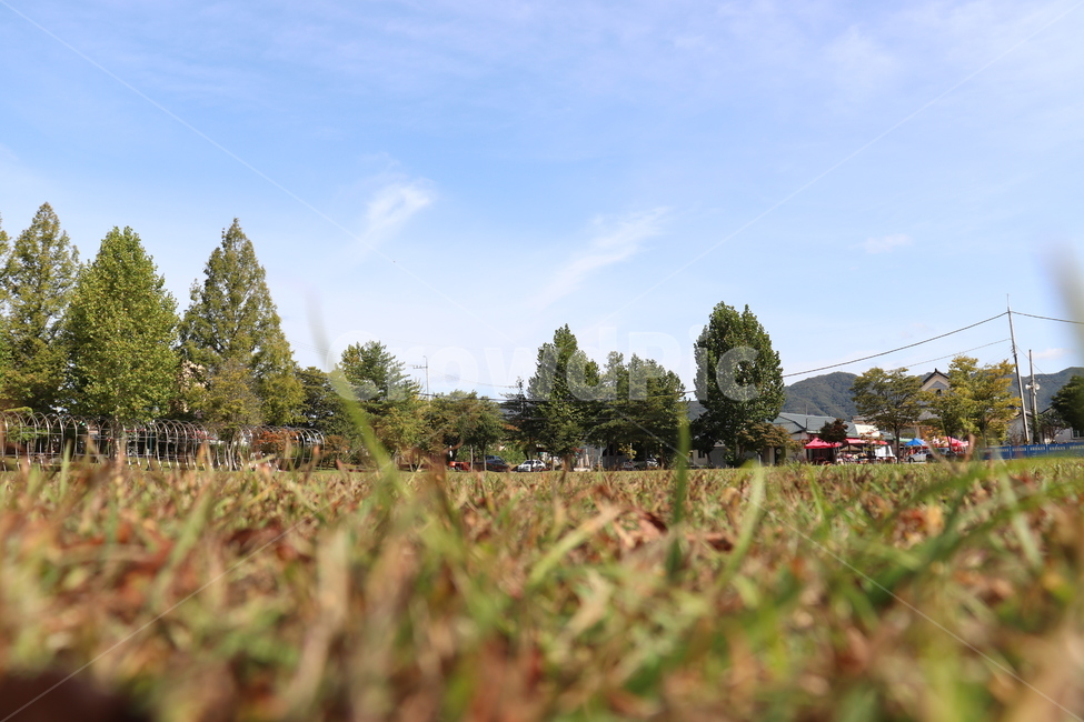nature,자연,나무,outdoors,tree,plant,잔디밭,하늘,자연,풍경,nature,landscape