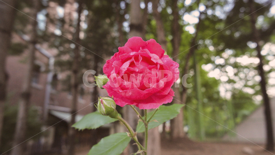 장미,장미꽃,핑크,레드,붉은장미,빨강장미,꽃나무,자연,식물,꽃배경,꽃,rose,pink,red,redrose,flowertree,plants,nature,flower,flowerbackground