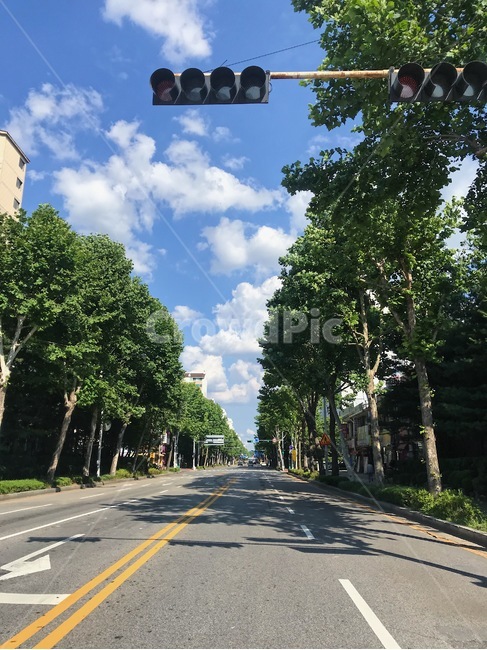 road,도로,구름,하늘,신호등,여름,summer,tree