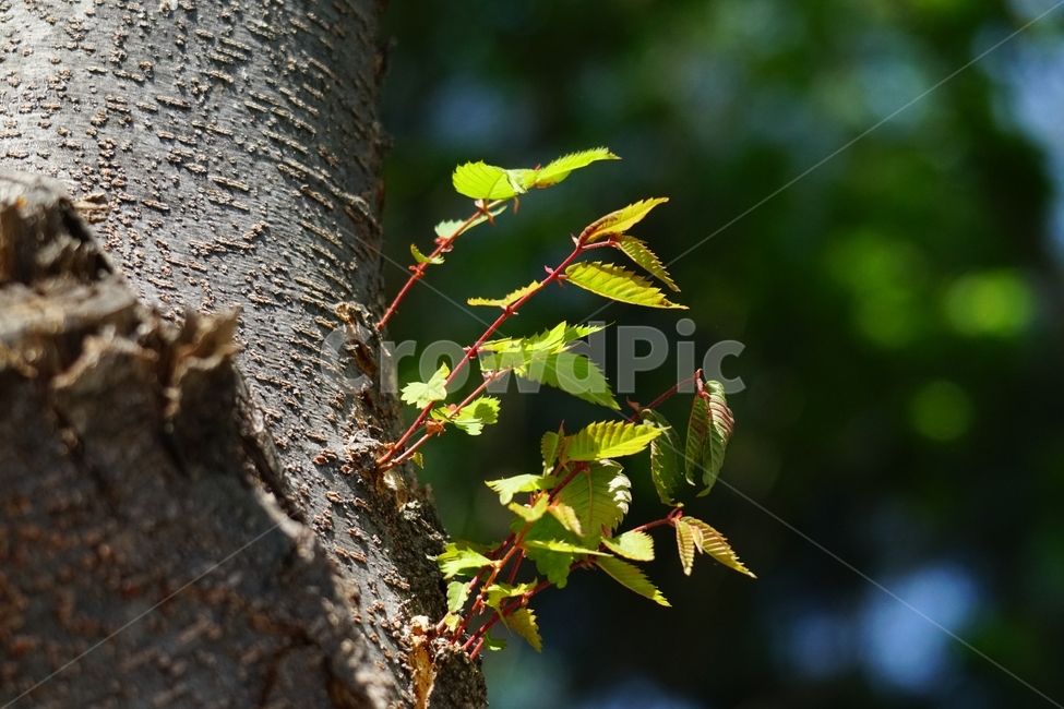 한국자연,봄,spring,식물,plants,자연,nature,풍경,landscape,계절,season,snap,스냅,접사,macro,closeup,클로즈업,감성사진,감성,힐링,healing,느낌,feel,나무,나뭇가지,tree,4월,April,산속,산림,삼림,숲,숲속,산길,식물,자연,plants,nature