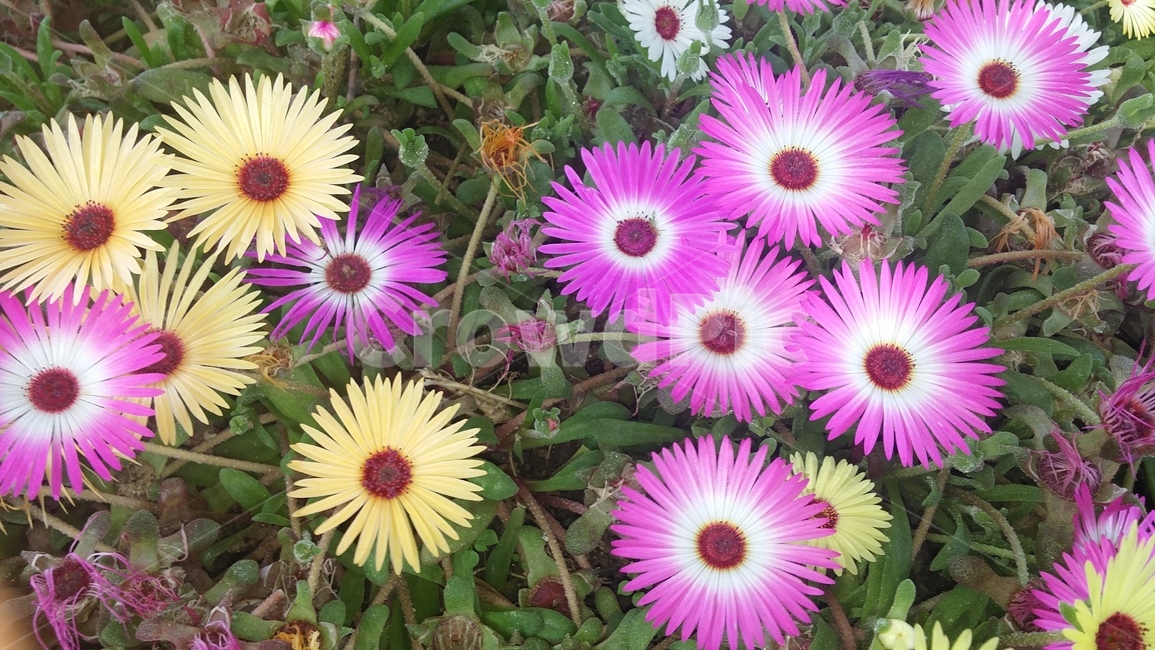 꽃,식물,flower,자연,plant,식물,자연,plants,nature,꽃,flower