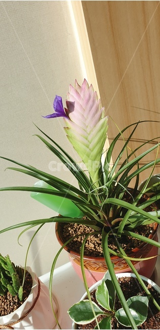 plant,식물,틸란드시아네아,틸란드시아,먼지먹는식물