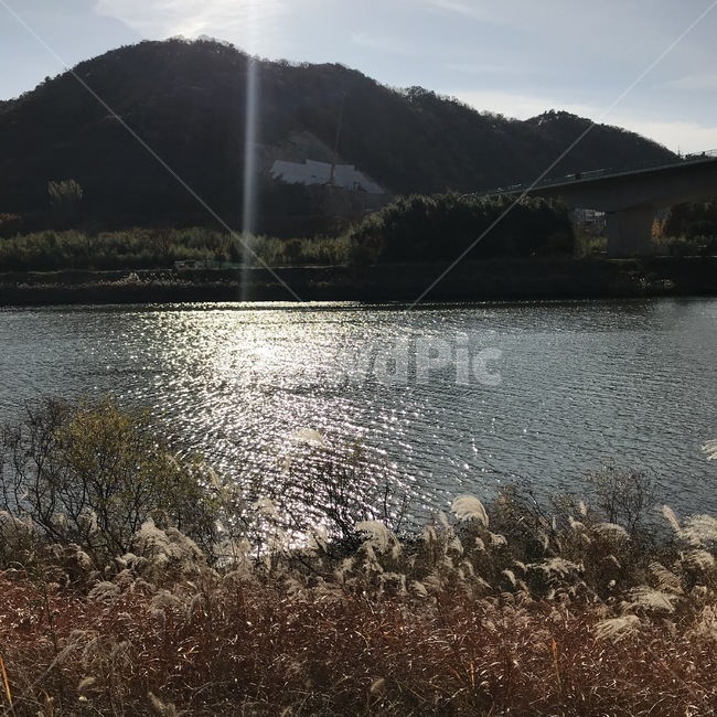 nature,자연,water,물,outdoors,옥외,강가,갈대,태화강,가을풍경,river,풍경,scenery