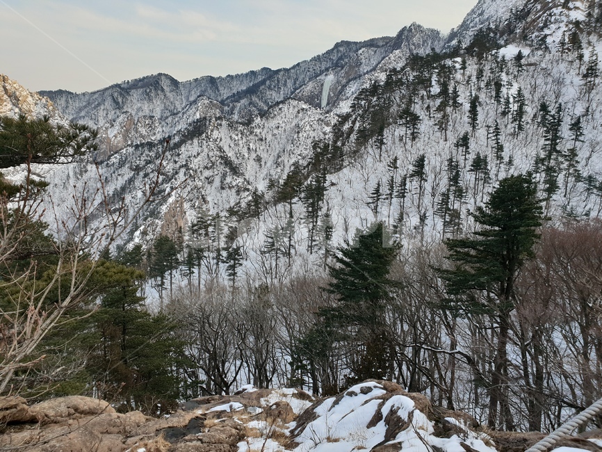 plant,식물,tree,나무,전나무,아비,abies,겨울,눈,산,산속,풍경,자연,nature,등산,겨울,계절,winter,season,자연,풍경,nature,landscape
