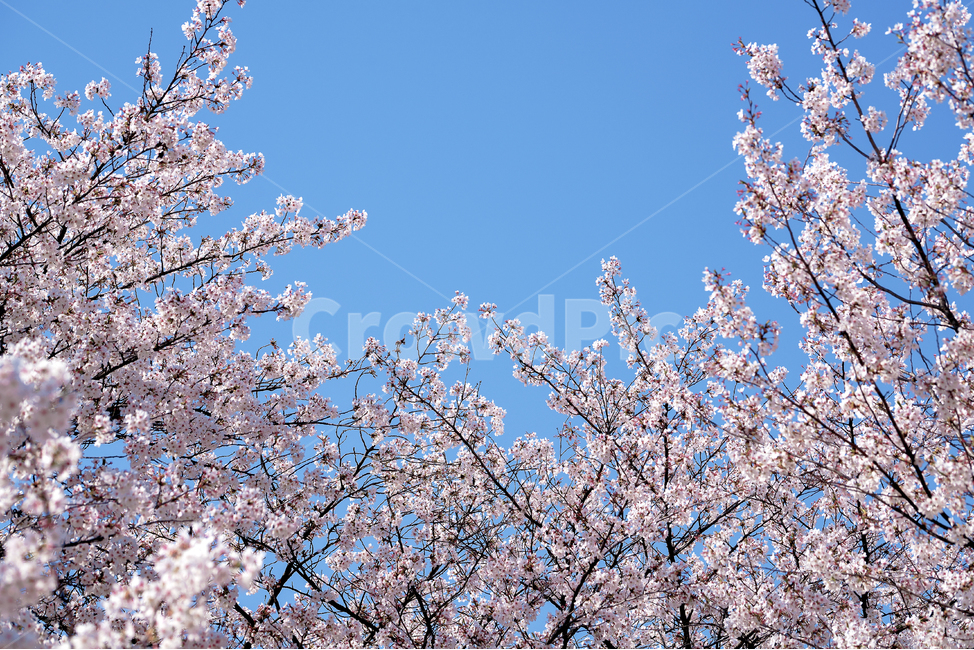 자연,풍경,벚꽃,맑은하늘,봄,봄,계절,spring,season,식물,자연,plants,nature,꽃,flower,plant,blossom,cherry blossom
