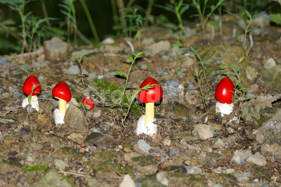 달걀버섯,게란버섯,식물,버섯,숲,버섯,mushroom
