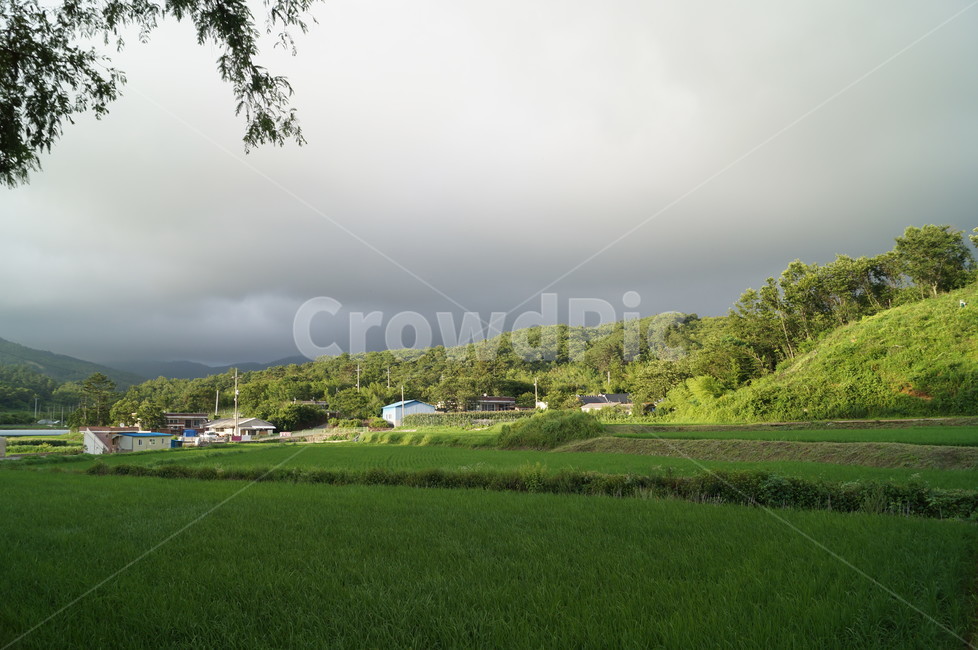 흐린하늘,풍경,논,농촌,시골,자연,풍경,nature,landscape,시골,마을,country,rural,town,field,들,grassland,목초지,outdoors,옥외,paddy field,패디 필드