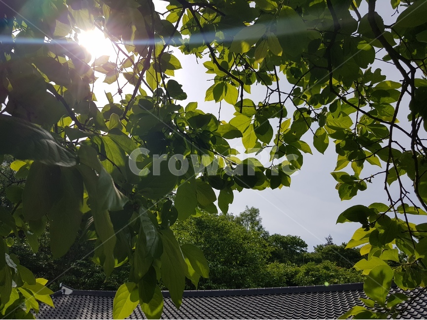 감나무,감잎,잎사귀,잎,연두색,햇빛,햇살,지붕,기와,태양,sun,산,자연,나무,식물,자연,plants,nature
