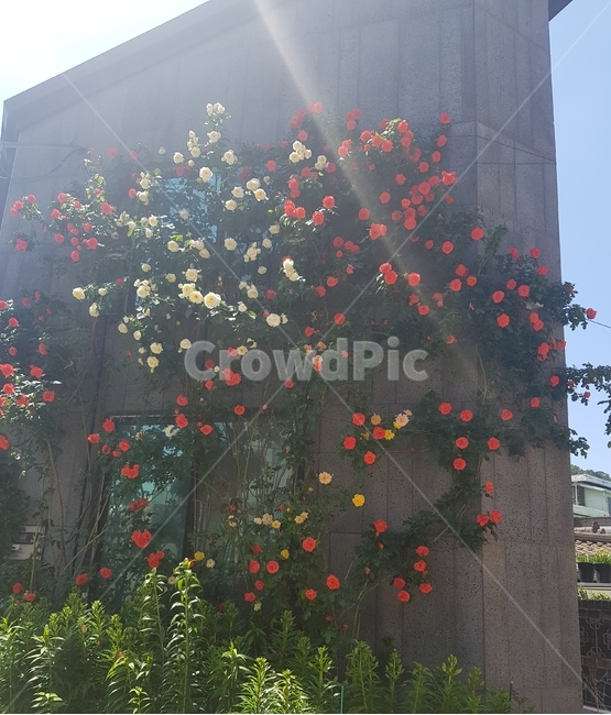 장미,덩쿨,식물,햇빛,장미덩쿨,붉은,빨강,노랑,plant,감성,힐링,건물,계절