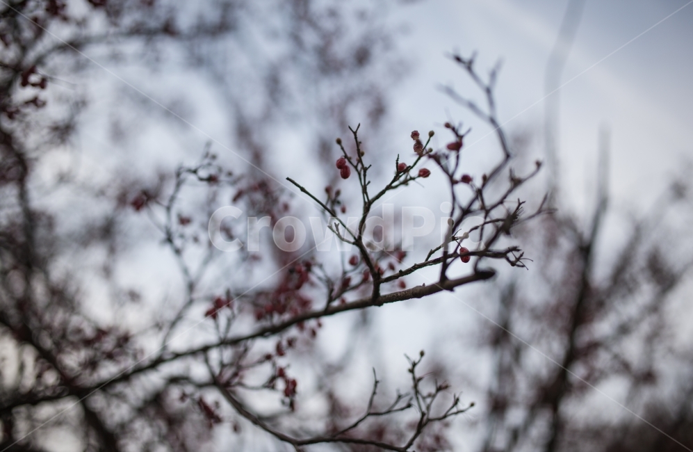 풍경,산수유,보리수,나무,겨울,겨울,계절,winter,season,식물,자연,plants,nature