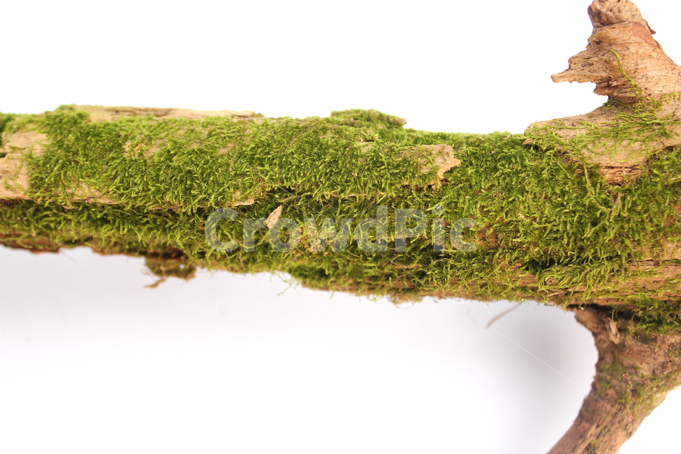 bark,branch,branchesmoss,brown,closeup,detail,dry,green,moss,natural,nature,piece,plant,tree,wood,wooden,이끼,그린,녹색,나뭇가지,오래된,자연,식물,나무,우드,건조한,마른,가지,풀,이끼풀,흰배경,클로즈업,갈색,브라운,식물,자연,plants,nature
