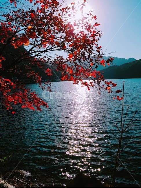 가을,단풍,강,풍경,산,풀,가을,계절,fall,autumn,season,자연,풍경,nature,landscape,leaf,잎,plant,식물,tree,나무