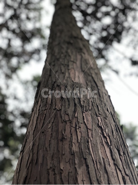 자연,나무,숲,감성,자유,나무,trees,wood
