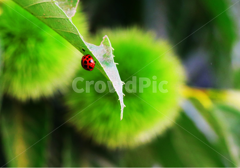 밤송이,무당벌레,가을,산,곤충,동물,animal,곤충,벌레,insect,bug