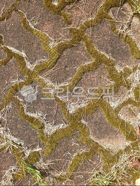 soil,토양,moss,이끼,보드블럭,벽돌,도로,길