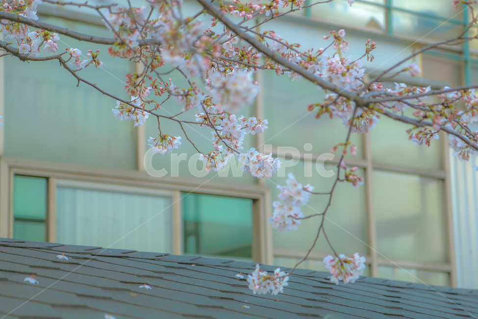 벚꽃,봄,핑크,풍경,식물,자연,꽃놀이,계절,나무,나뭇가지,blossom,flower,flowers,cherryblossom,plant,wood,season,식물,자연,plants,nature,꽃,flower