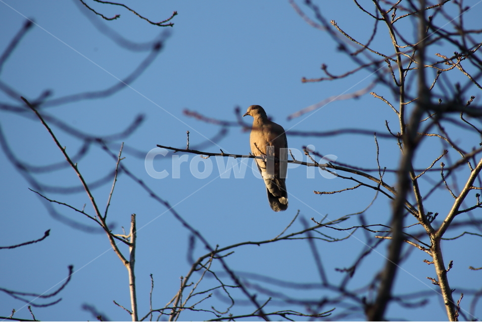 산비둘기,멧비둘기,새,동물,turtledove,동물,animal,조류,새,birds