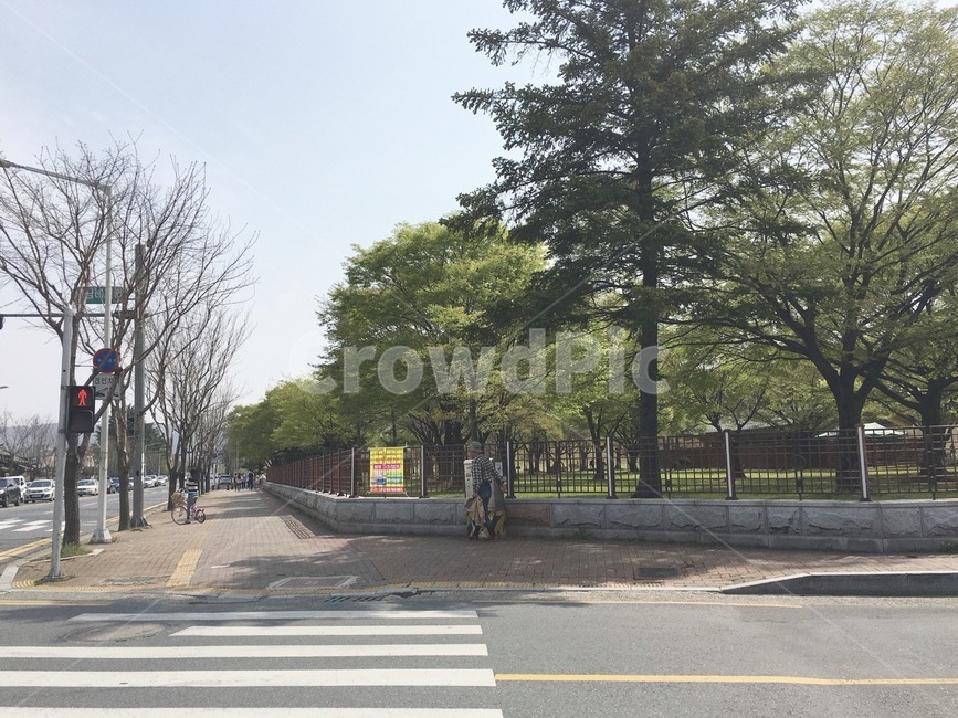 거리,길,나무,street,경주