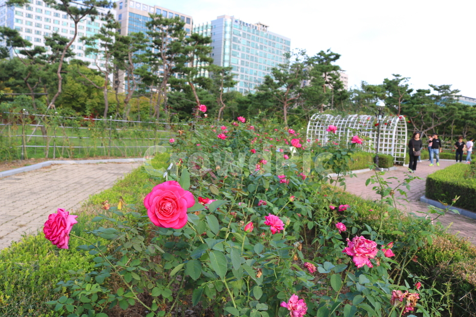 장미,장미꽃,꽃,식물,자연,핑크피스,꽃밭,관상용,분홍꽃,식물,자연,plants,nature,꽃,flower